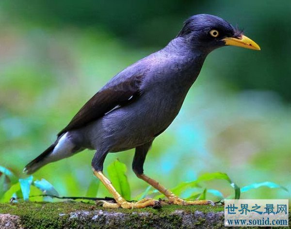 粘人又认主人的小宠物