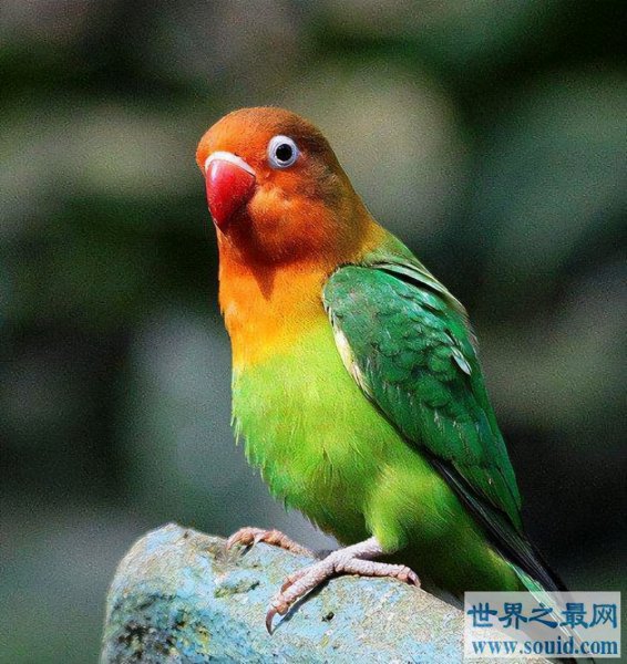 粘人又认主人的小宠物