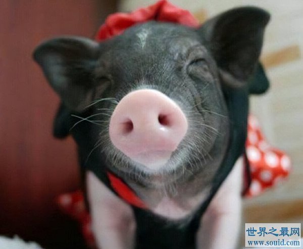 粘人又认主人的小宠物