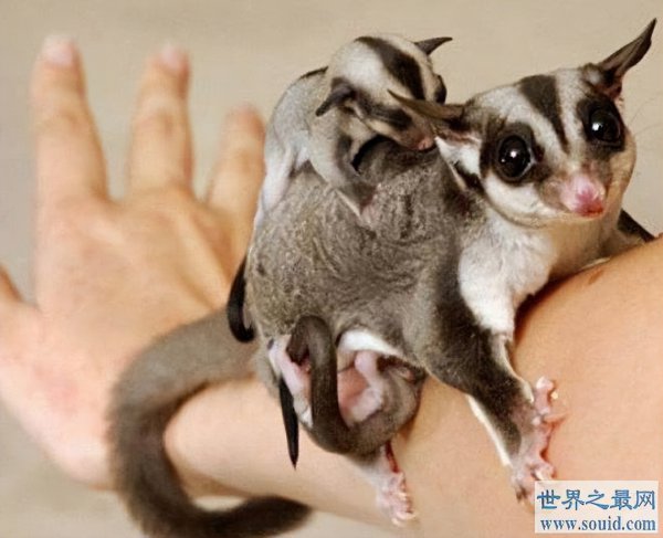 粘人又认主人的小宠物