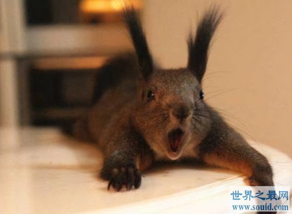 粘人又认主人的小宠物