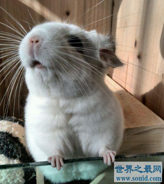 粘人又认主人的小宠物