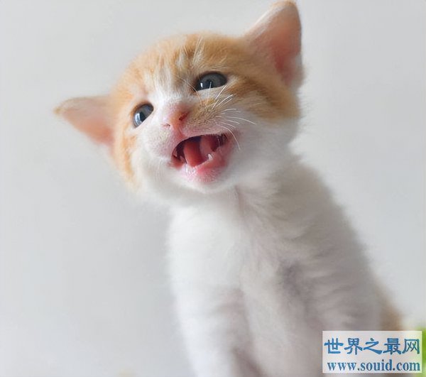 粘人又认主人的小宠物