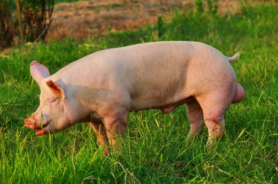 猪身上最差的肉叫什么 最好不要买哪个部位的猪肉