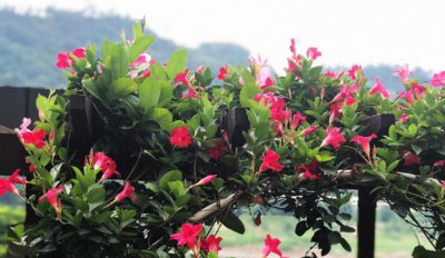 矿泉水瓶变废为宝的小妙招 塑料瓶手工制作花盆的方法