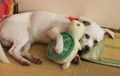 狗为什么晚上一直叫个不停 每天夜里小狗总叫唤的原因