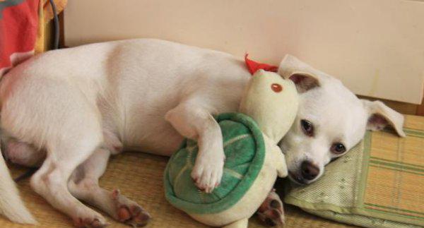 狗为什么晚上一直叫个不停