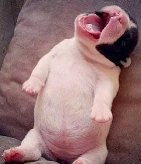 狗为什么晚上一直叫个不停