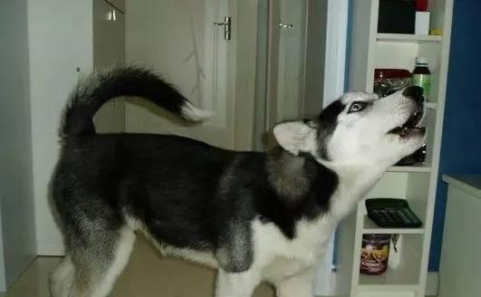 狗为什么晚上一直叫个不停