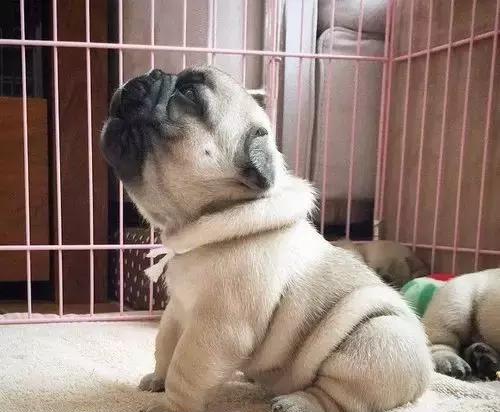 狗为什么晚上一直叫个不停