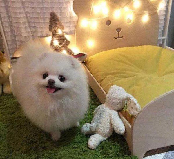 狗为什么晚上一直叫个不停