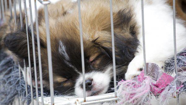 狗为什么晚上一直叫个不停