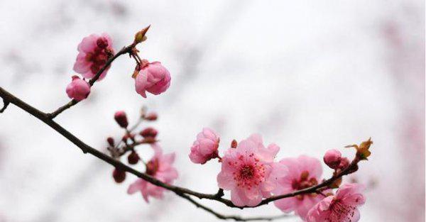 对君子之交淡如水的意义理解