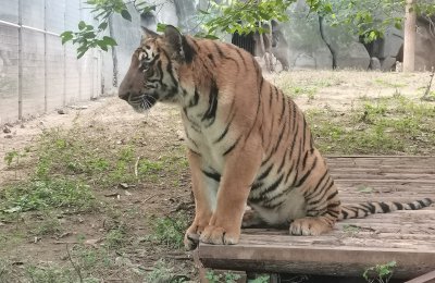 自然界中狮子老虎谁更强一些 狮子和老虎各方面的威力对比