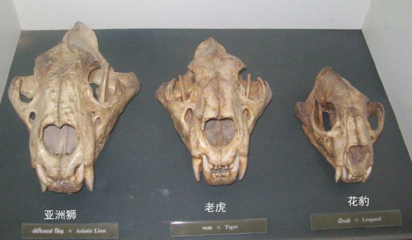 自然界中狮子老虎谁更强一些