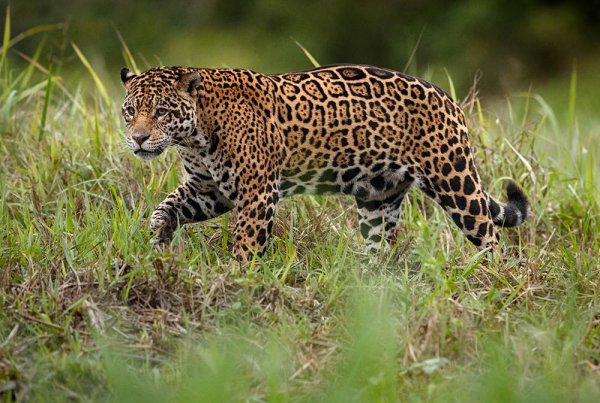 自然界中狮子老虎谁更强一些