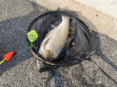钓鲢鳙一般钓多深比较好 抛竿野钓鲢鳙钓多深的水最合适