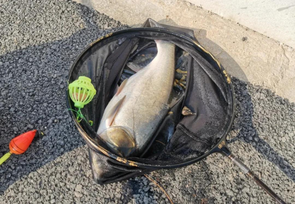 钓鲢鳙一般钓多深比较好