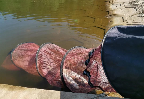 钓鲢鳙一般钓多深比较好