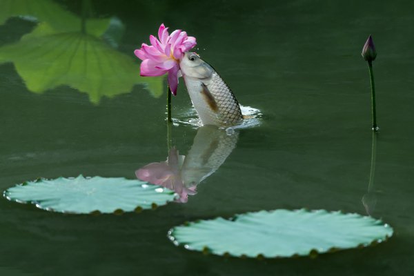 矶竿的使用方法及钓鱼技巧