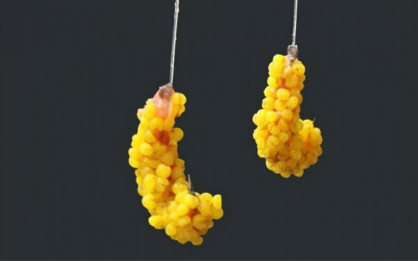 冬钓鲤鱼用什么饵料最好