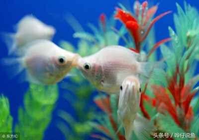 金鱼的记忆是多少秒 金鱼的记忆只有七秒是真的吗