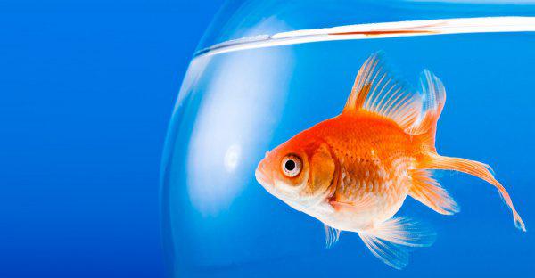 金鱼的记忆是多少秒