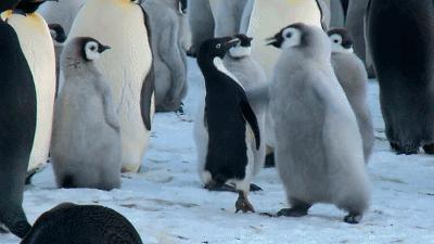 阿德利企鹅名字的由来