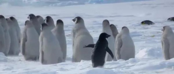 阿德利企鹅名字的由来