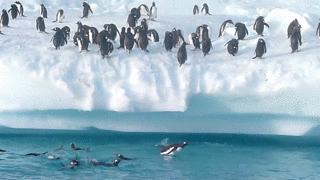 阿德利企鹅名字的由来