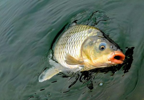 钓鲤鱼调漂的正确方法调几目