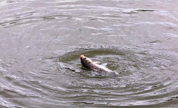 钓鲤鱼调漂的正确方法调几目