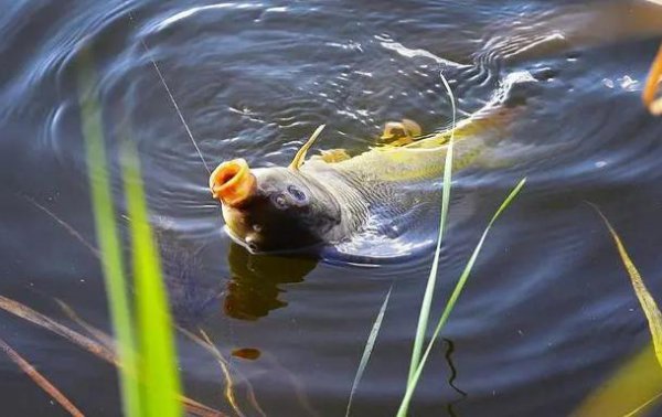钓鲤鱼调漂的正确方法调几目
