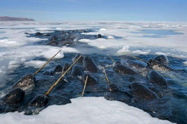 现在独角鲸灭绝了吗