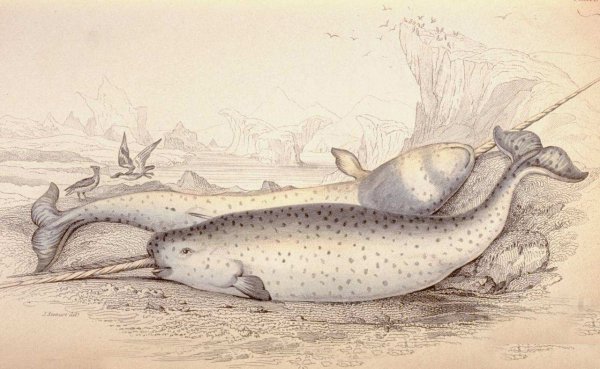 现在独角鲸灭绝了吗