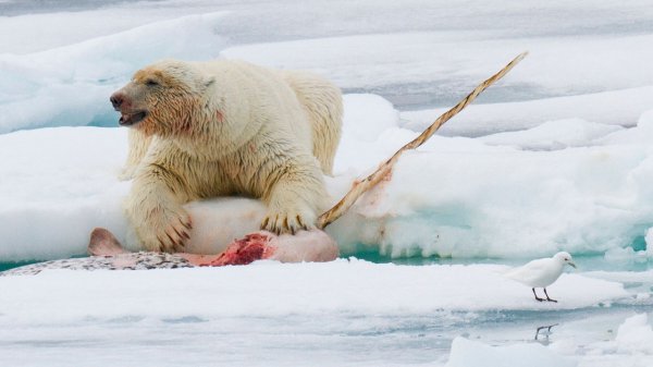 现在独角鲸灭绝了吗
