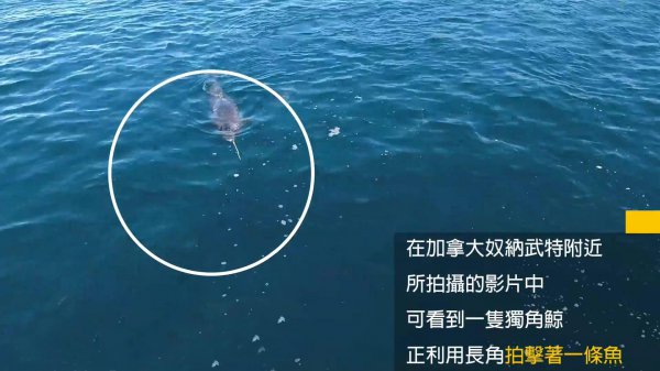 现在独角鲸灭绝了吗