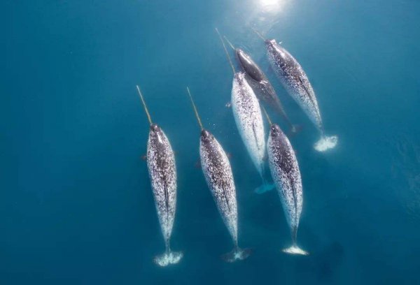 现在独角鲸灭绝了吗