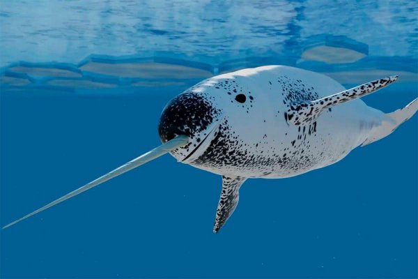 现在独角鲸灭绝了吗