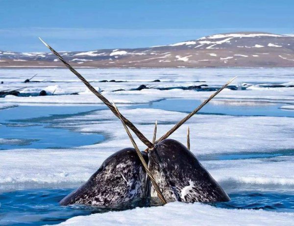 现在独角鲸灭绝了吗