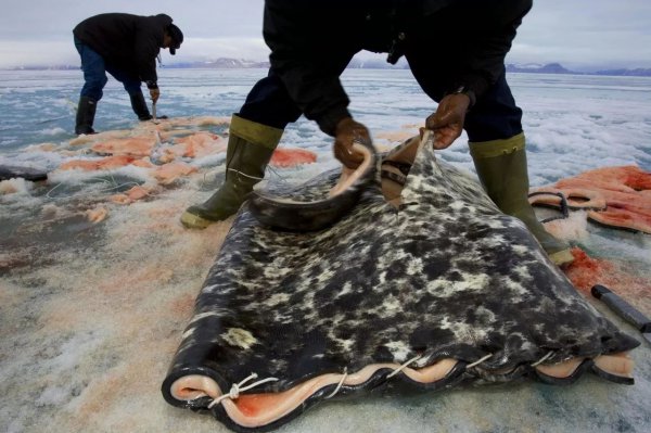 现在独角鲸灭绝了吗