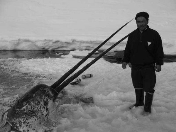 现在独角鲸灭绝了吗