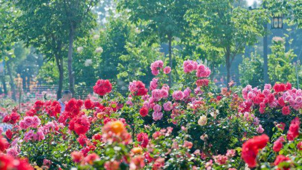 山东掖县属于哪个城市