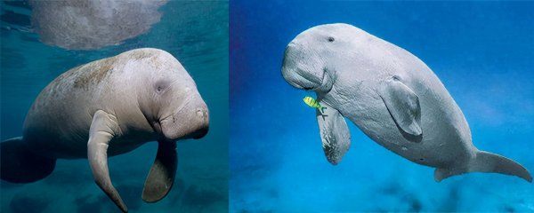 你知道海狮海豹海狗海象的区别吗