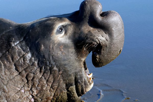 你知道海狮海豹海狗海象的区别吗