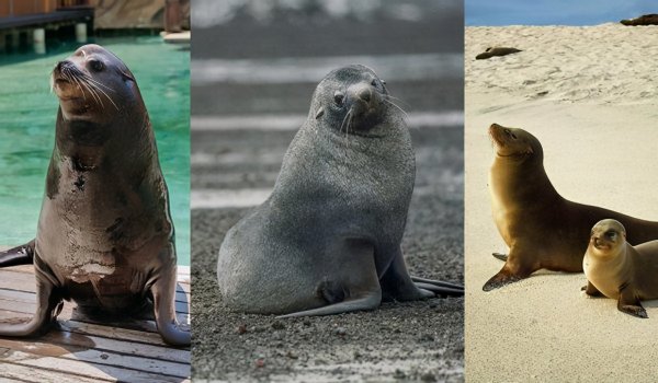你知道海狮海豹海狗海象的区别吗