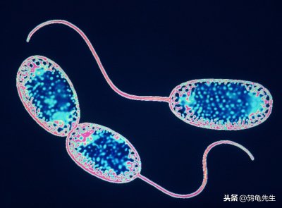 硝化细菌放多了对鱼有害吗 硝化菌放多了对鱼的影响后果