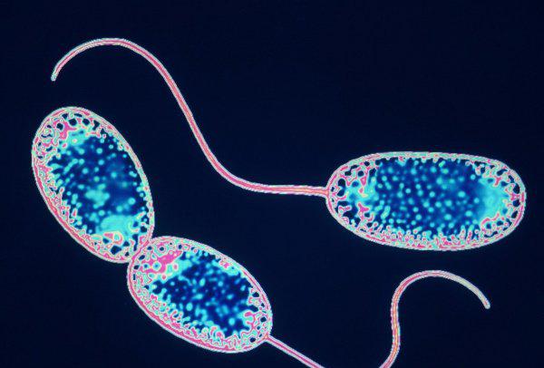 硝化细菌放多了对鱼有害吗