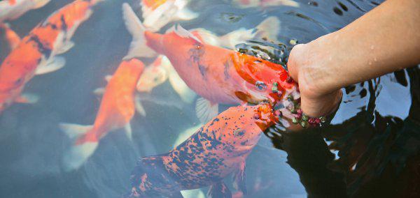 硝化细菌放多了对鱼有害吗