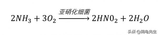 硝化细菌放多了对鱼有害吗